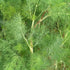 Close-up of a green Dill plant with detailed leaves and stems.