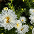 Close-up of double-click snow puff white flowers with yellow centers on a green background
