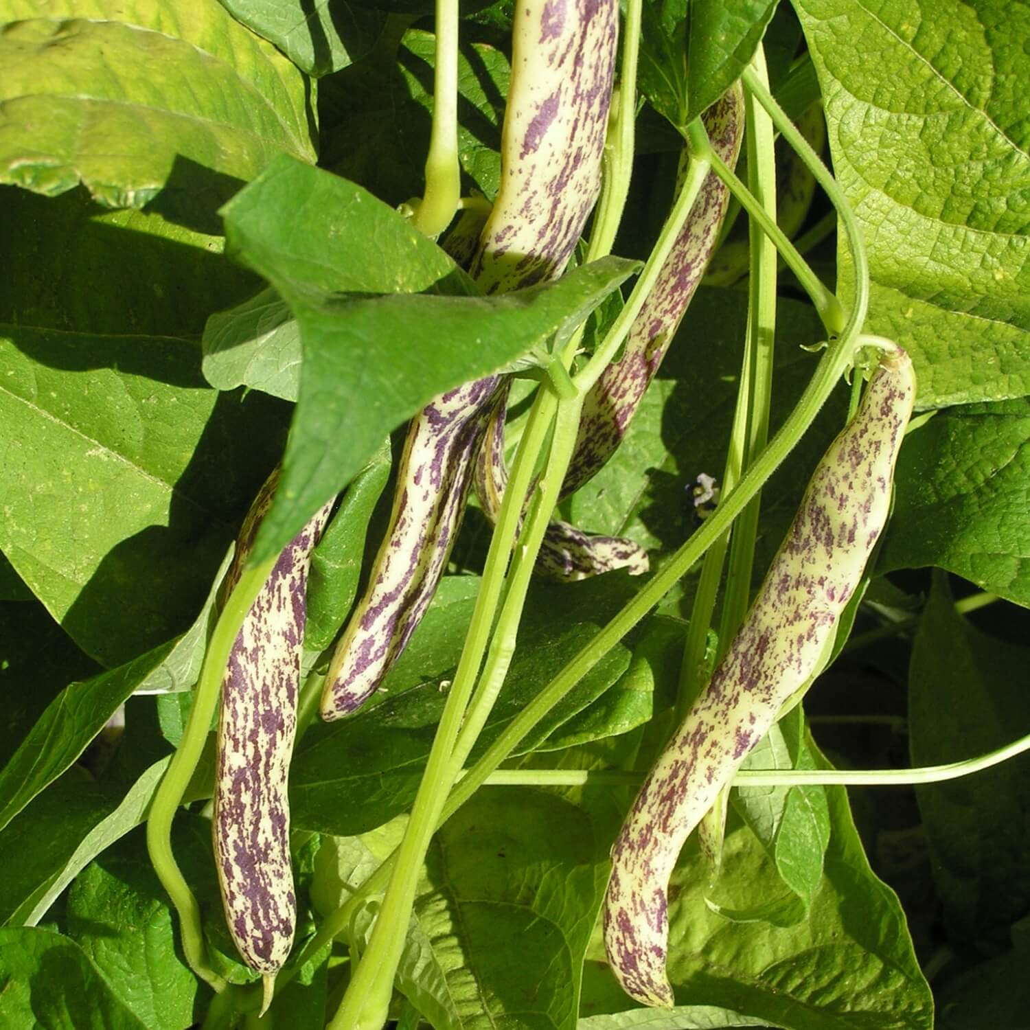Green Dragon tongue bush beans with purple speckles on a vine surrounded by green leaves.