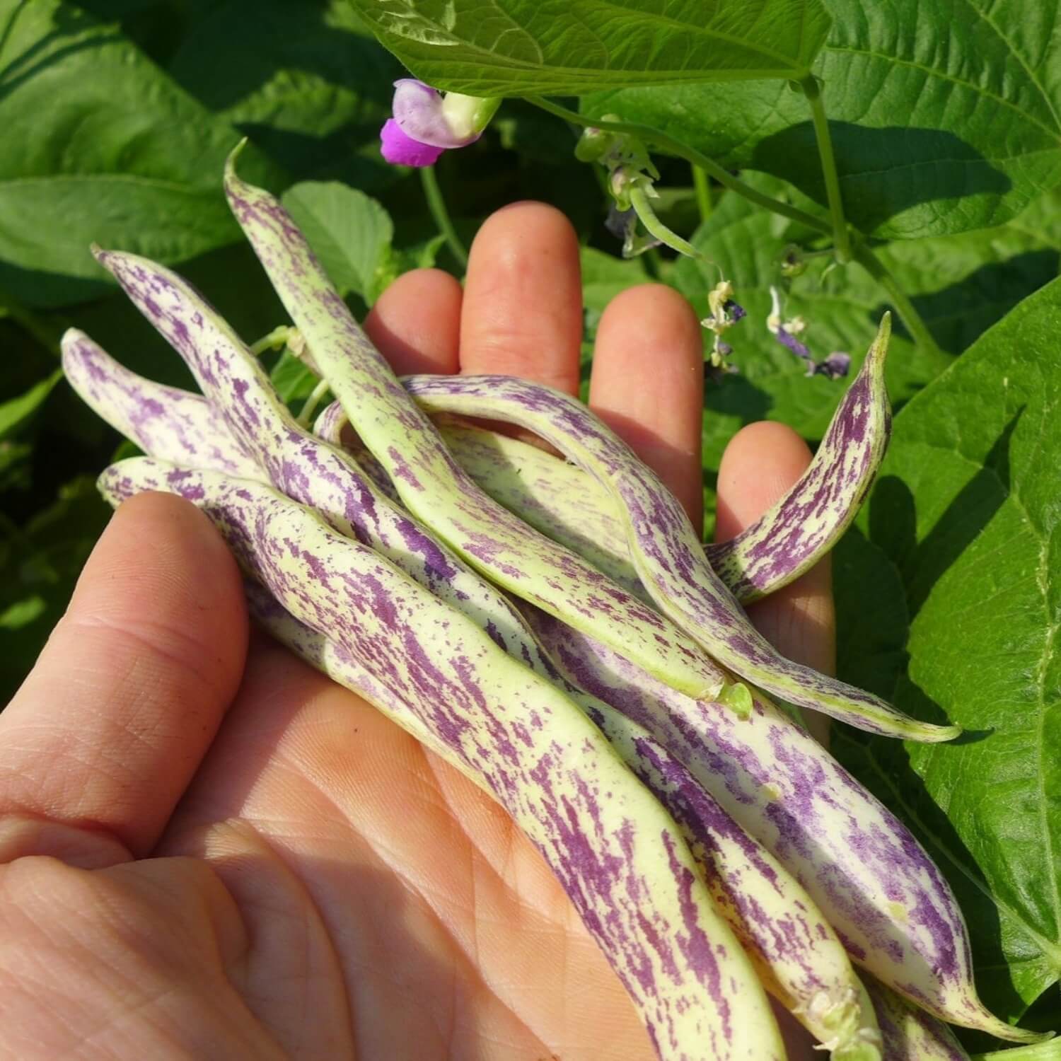 Hand holding speckled green and purple Dragon tongue bush beans with a garden background