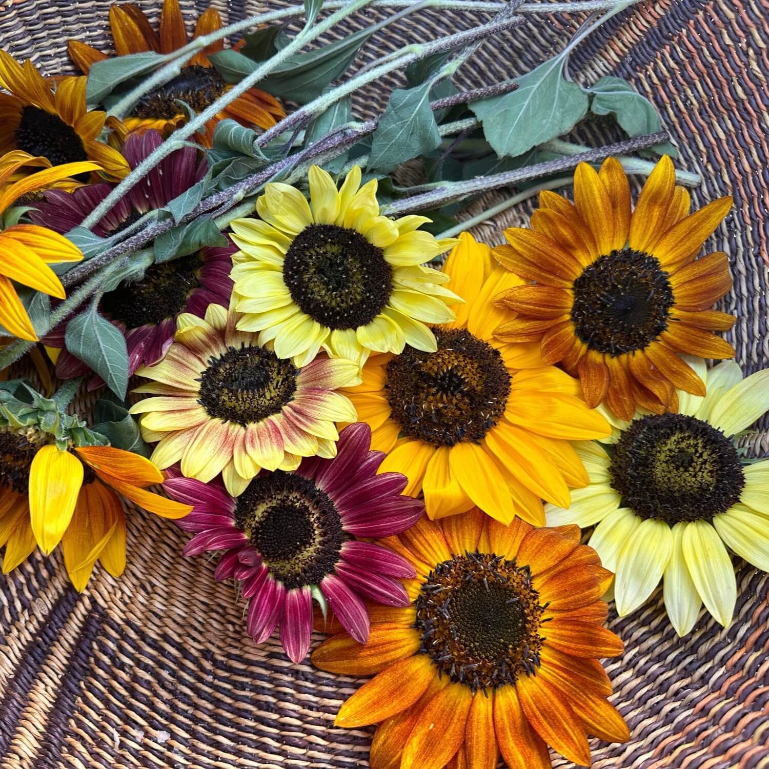 Redwood Seeds Sunflowers in various colors on a woven surface