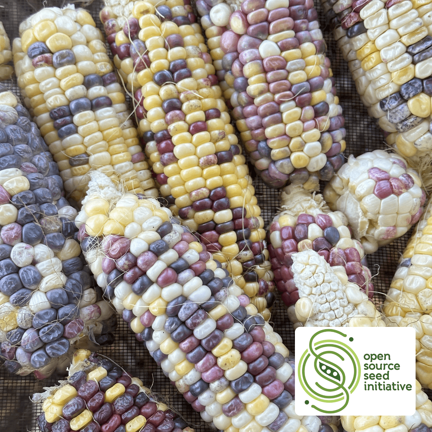 Festivity Sweet Corn