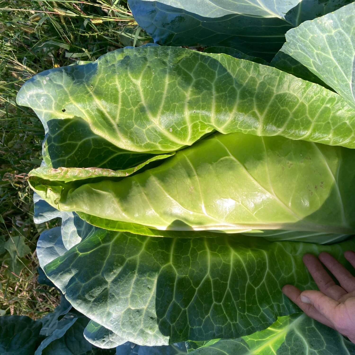 Large Filderkraut cabbage with a hand for scale on a grassy background