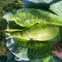 Large Filderkraut cabbage with a hand for scale on a grassy background