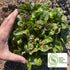 Close-up of a head of flashy lightning lettuce with a blurred background