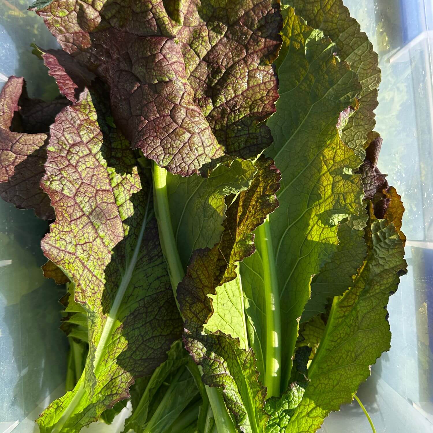 Giant Red Mustard