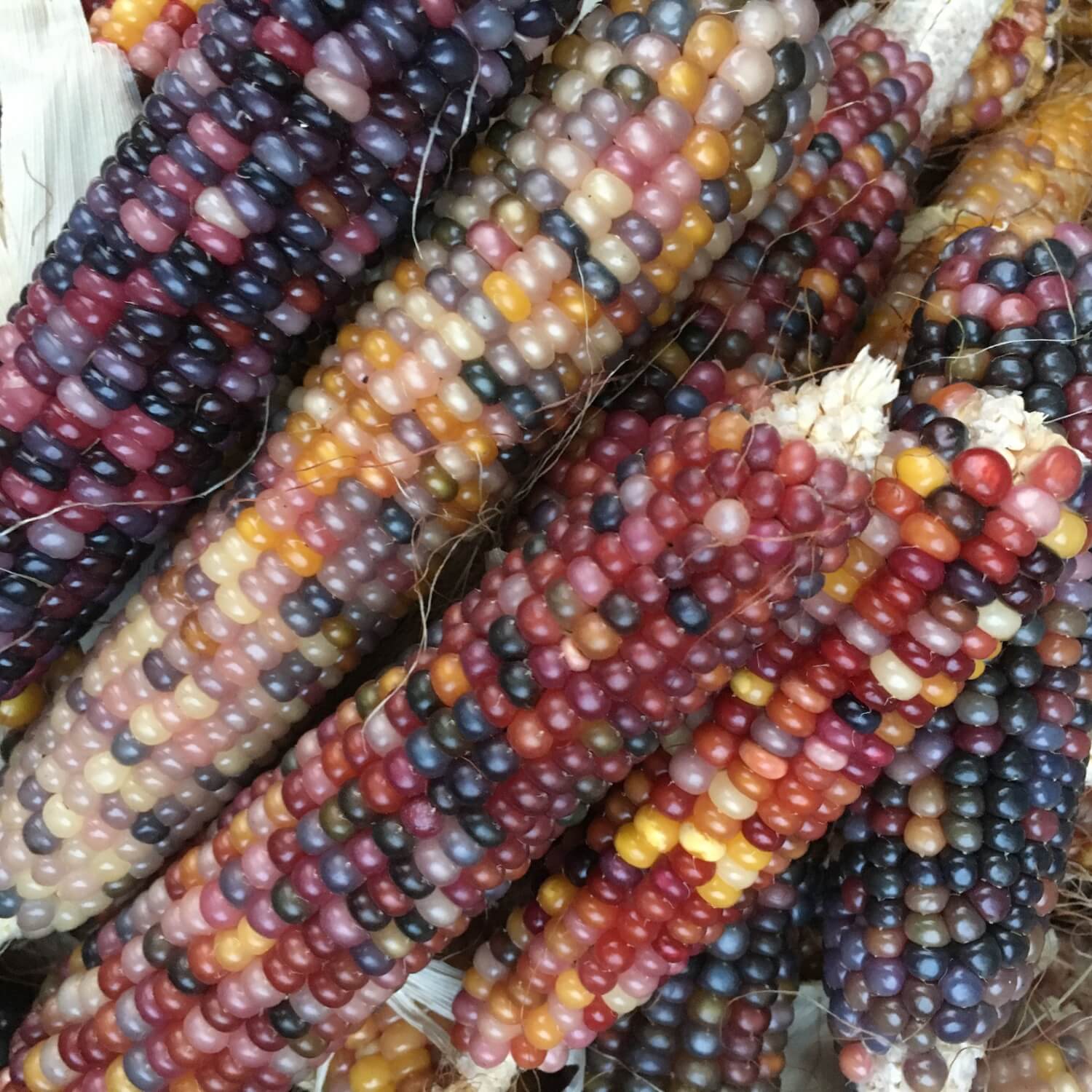 Multicolored glass gem corn cobs with purple, red, yellow, and black kernels.