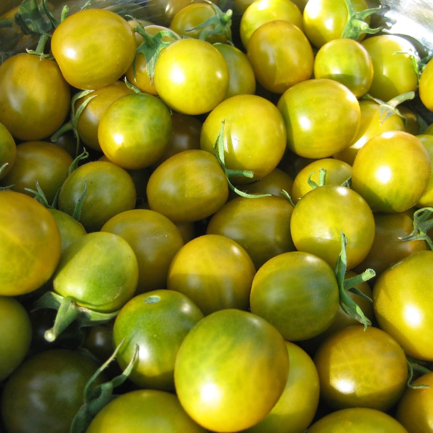 Close-up of green grape cherry tomatoes with stems on a pile