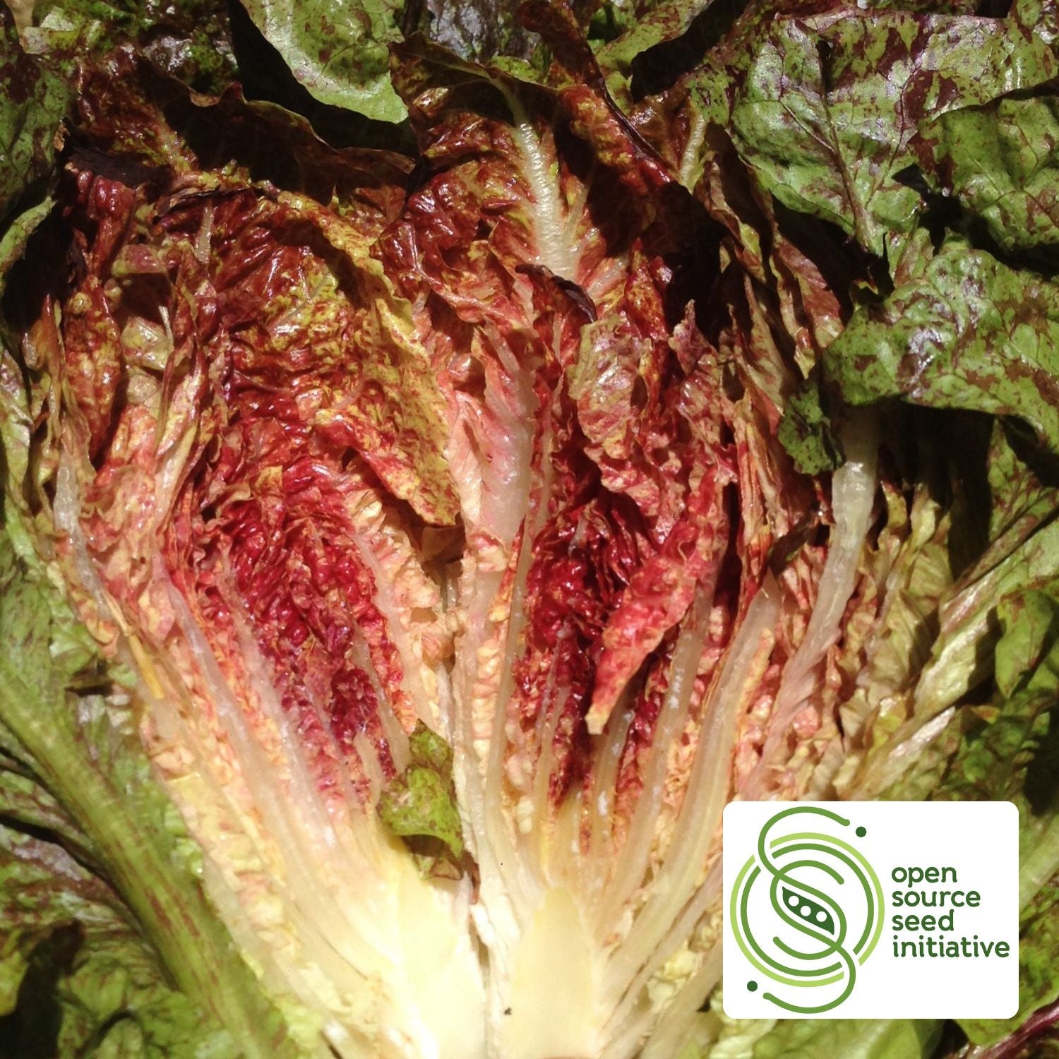 Hearts Aflame Lettuce