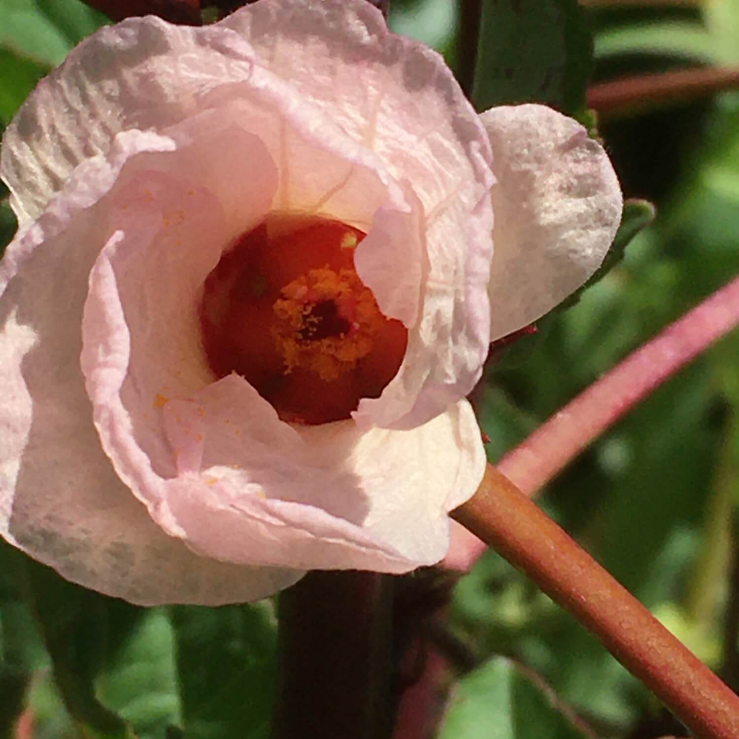 Close-up of a pink hibiscus flower with a blurred green background