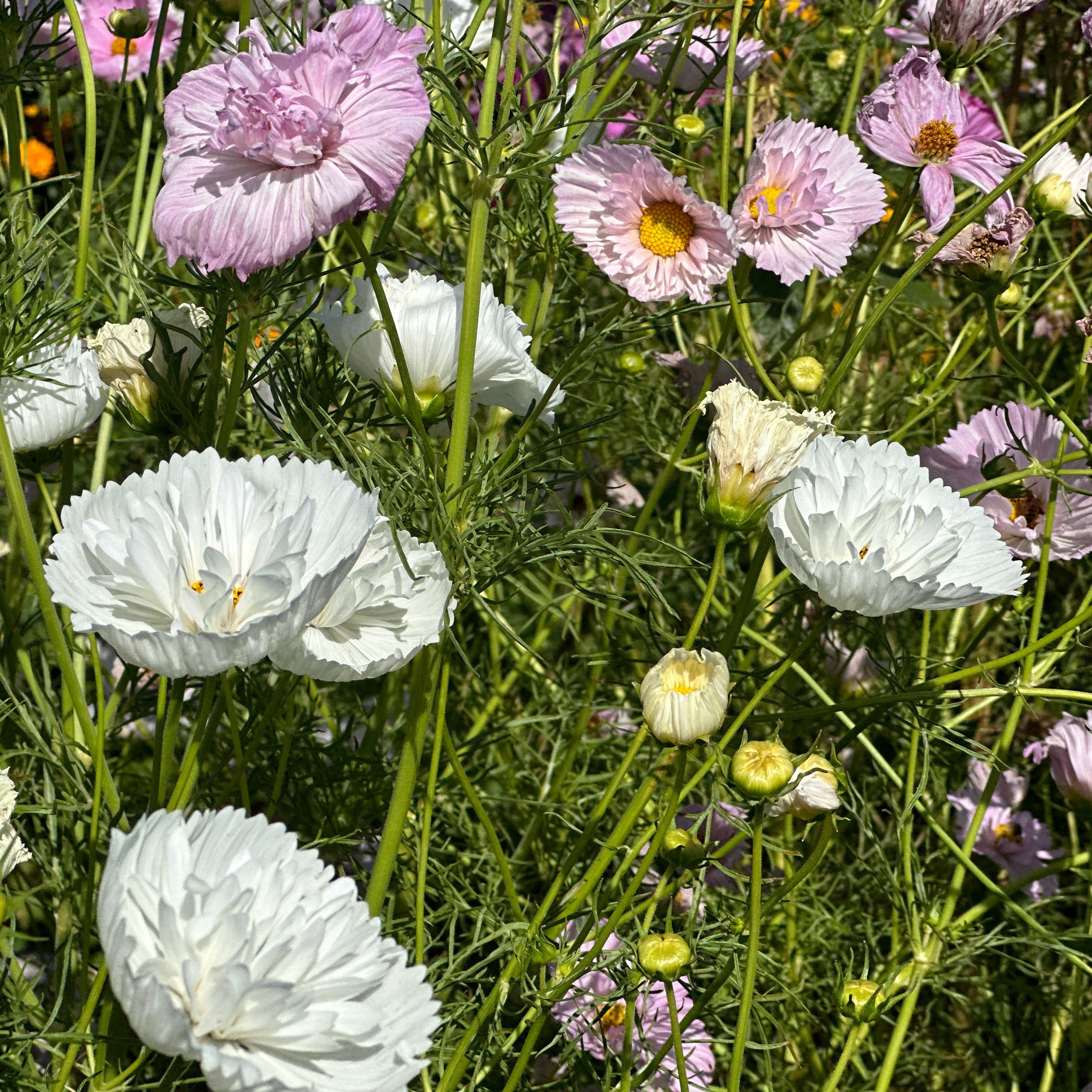 Cupcakes Mix Cosmos