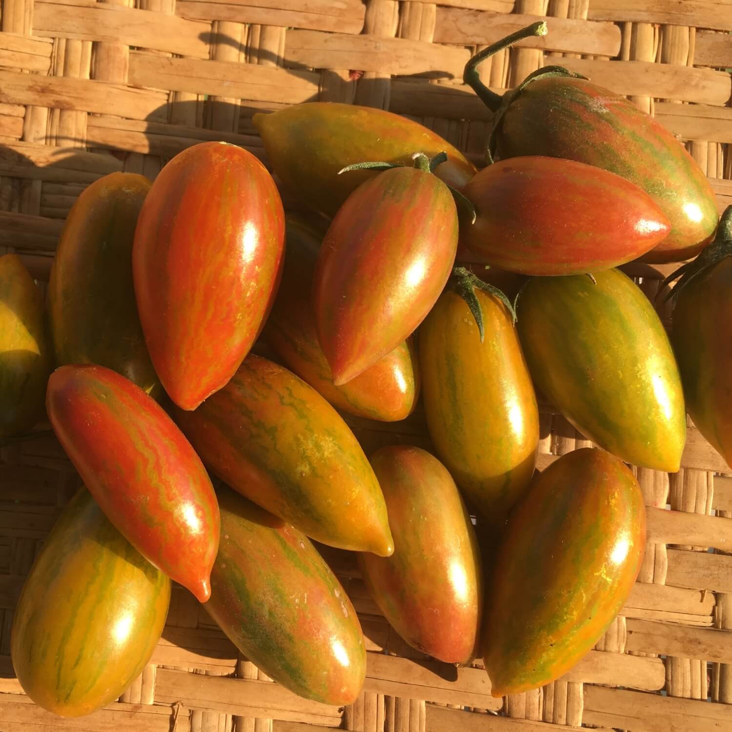 Bunch of green and red lucky tiger tomatoes on a woven surface
