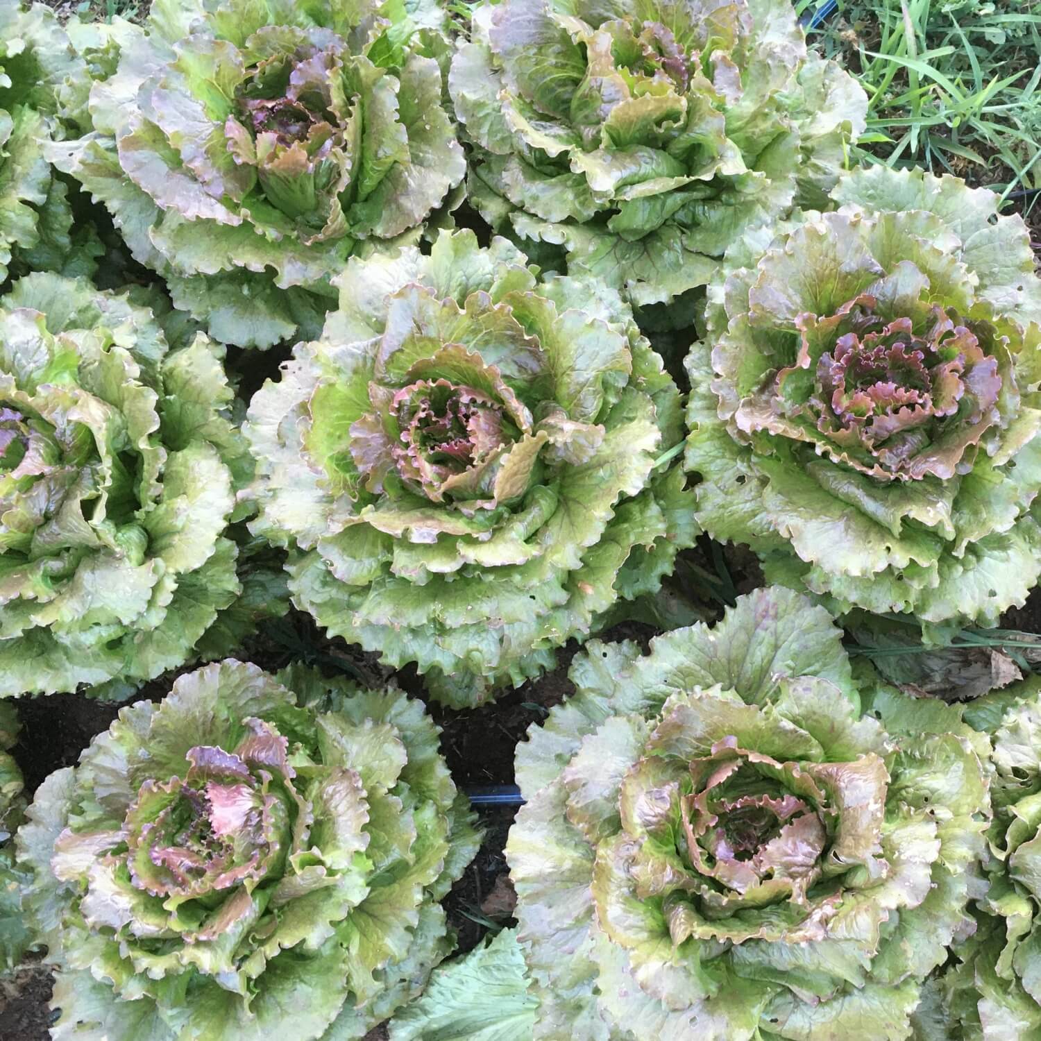 Close-up of green leafy magenta lettuce on a natural background
