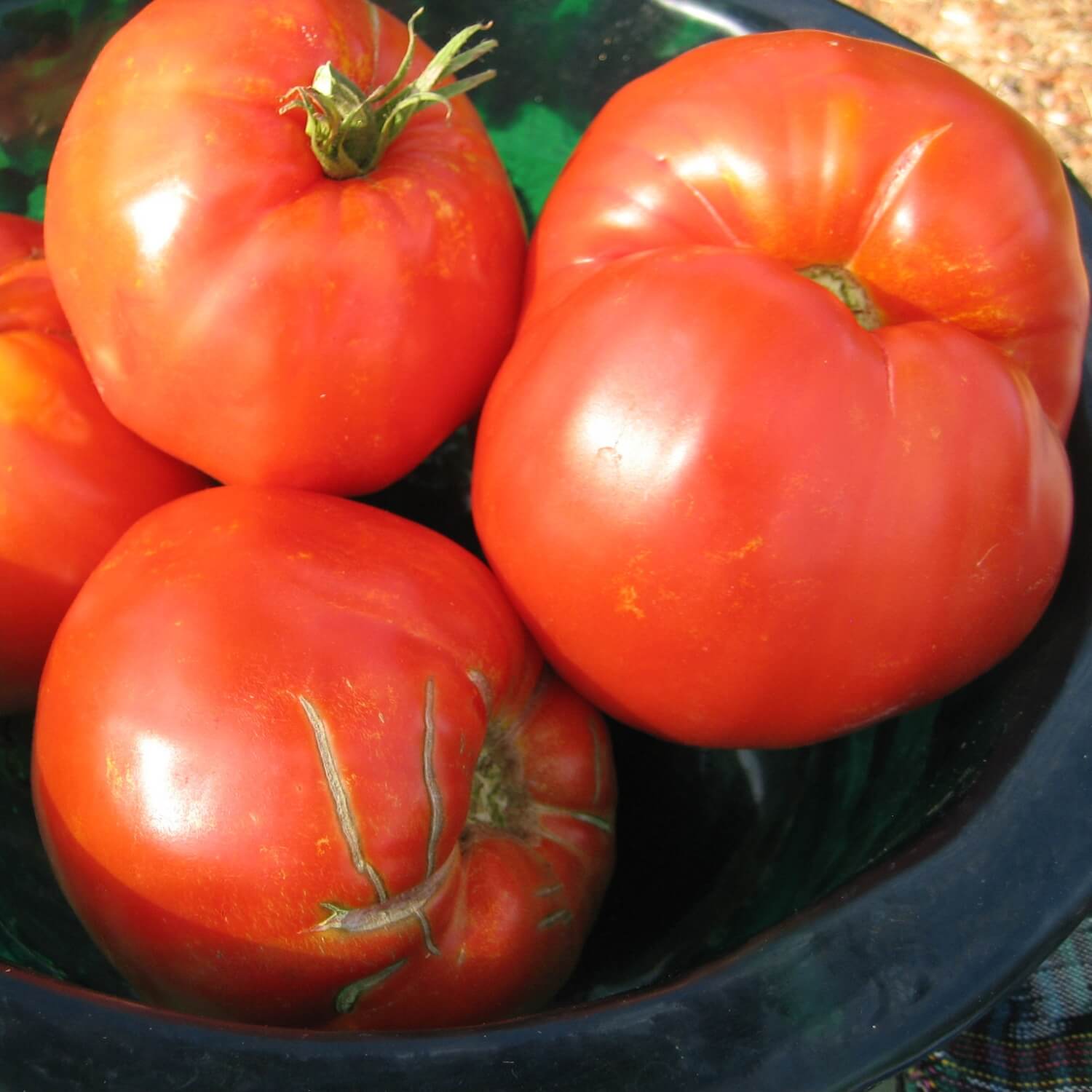 Red Palestinian tomatoes in a black bowl on a rustic surface