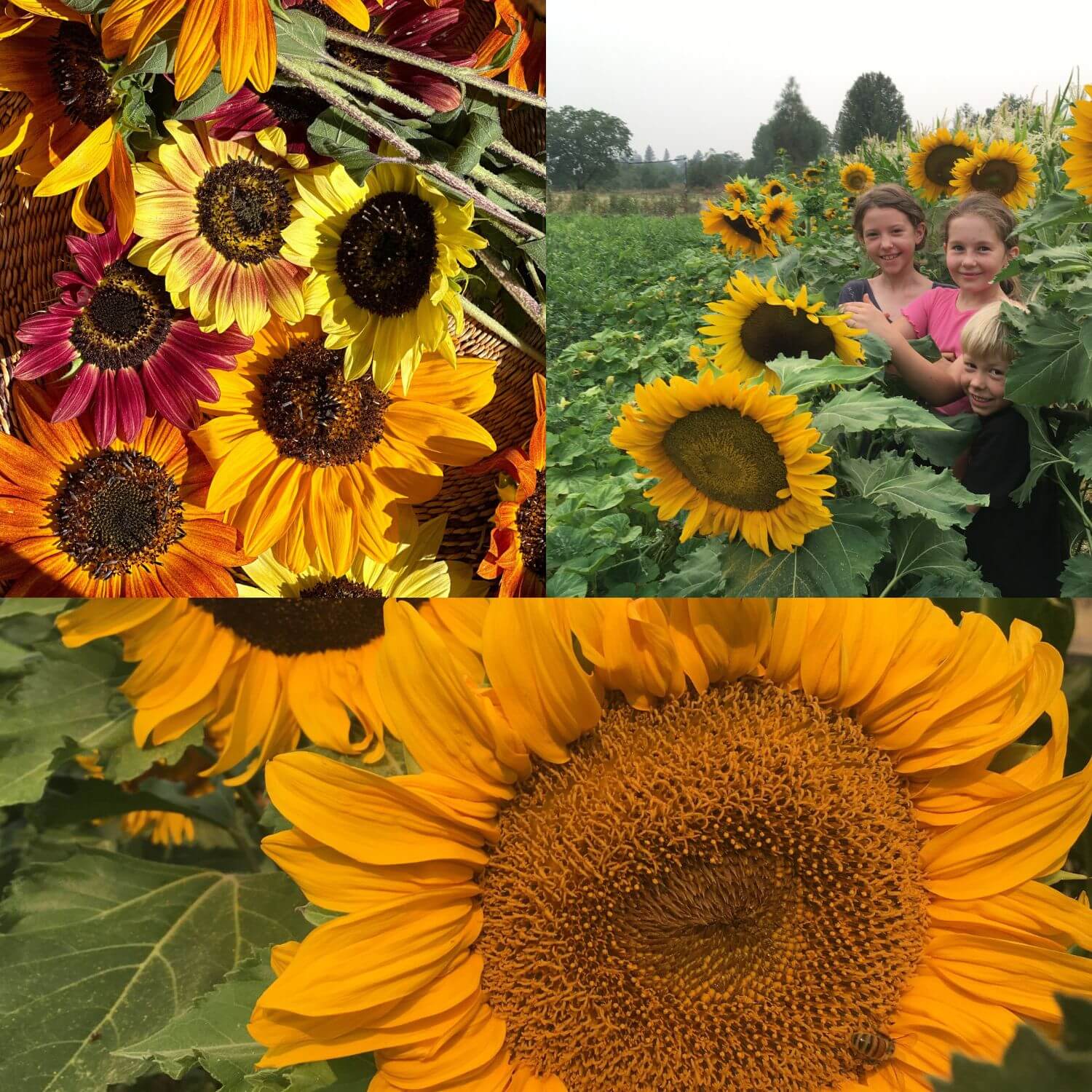 Collage of sunflowers in a field with people, close-up of a sunflower, and a woman and child among sunflowers.