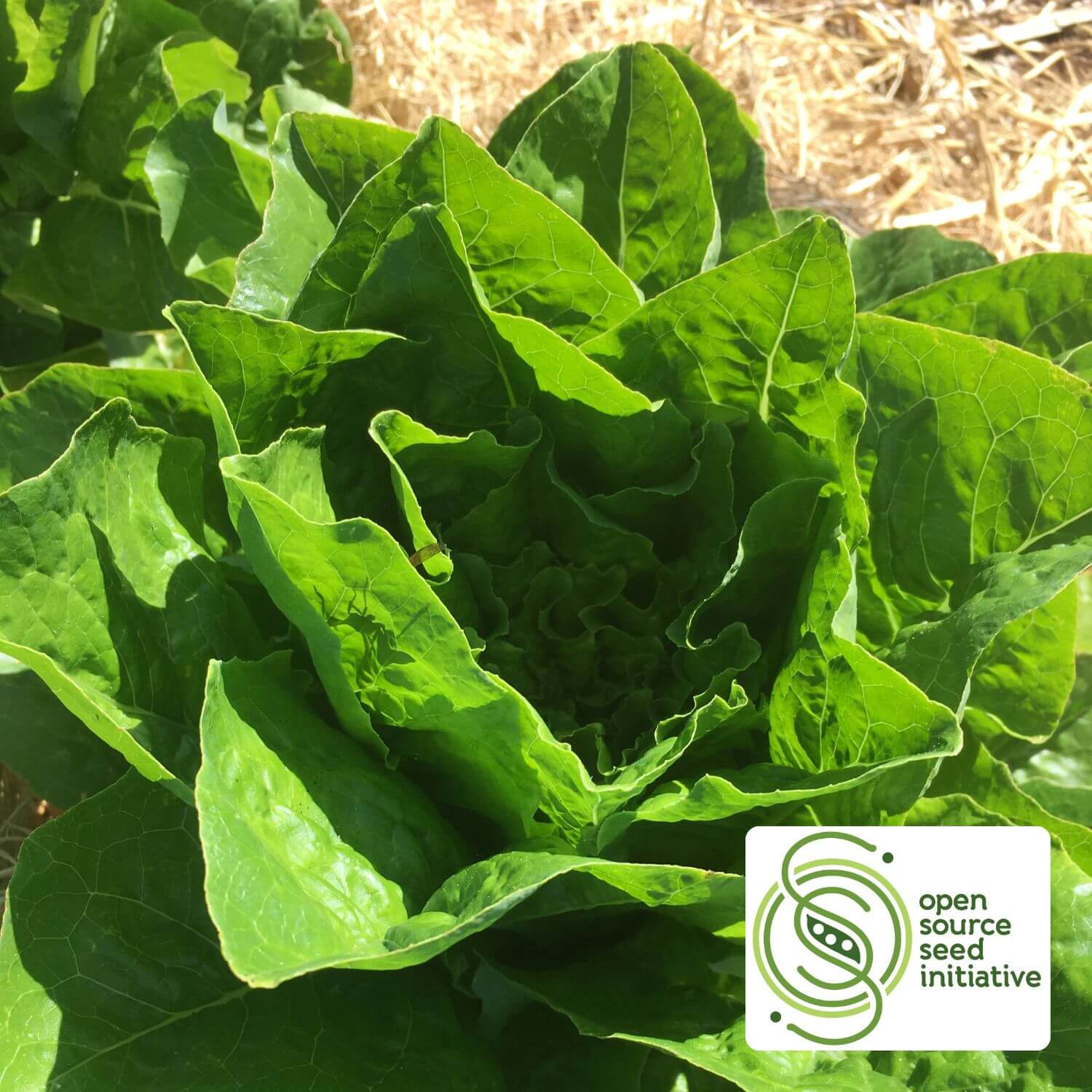 Emerald Fan Lettuce