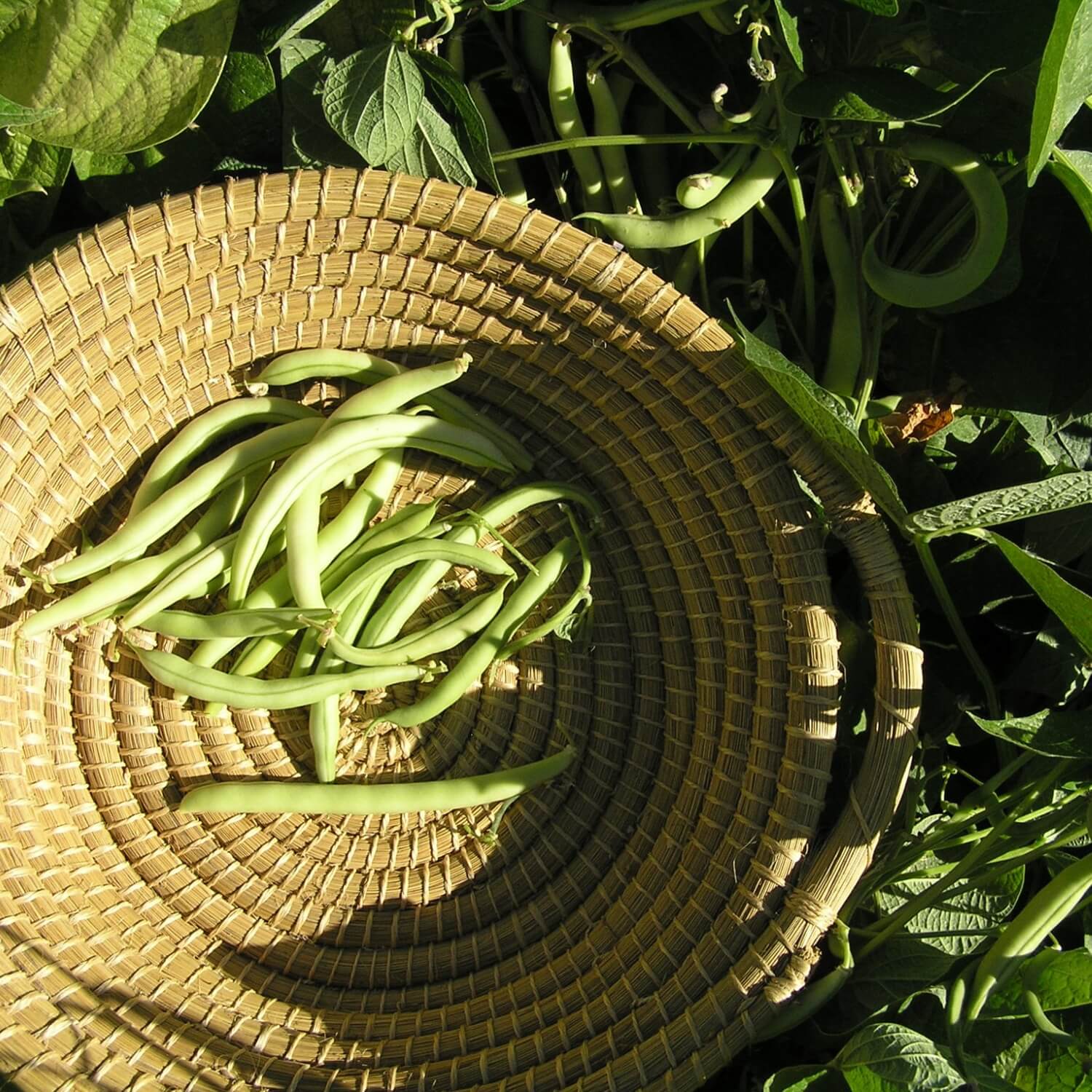 Green Provider bush beans on a woven mat with green leaves in the background