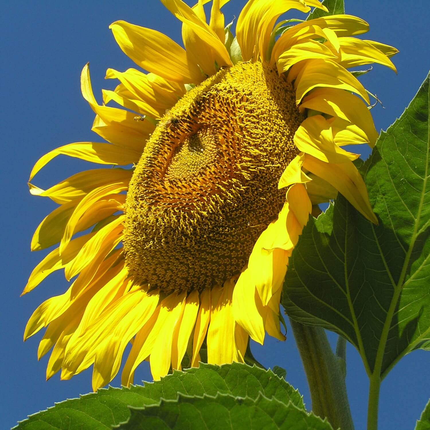Close-up of a Russian mammoth sunflower against a clear blue sky