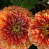Close-up of two Salmon Rose Zinnia flowers with a blurred green background