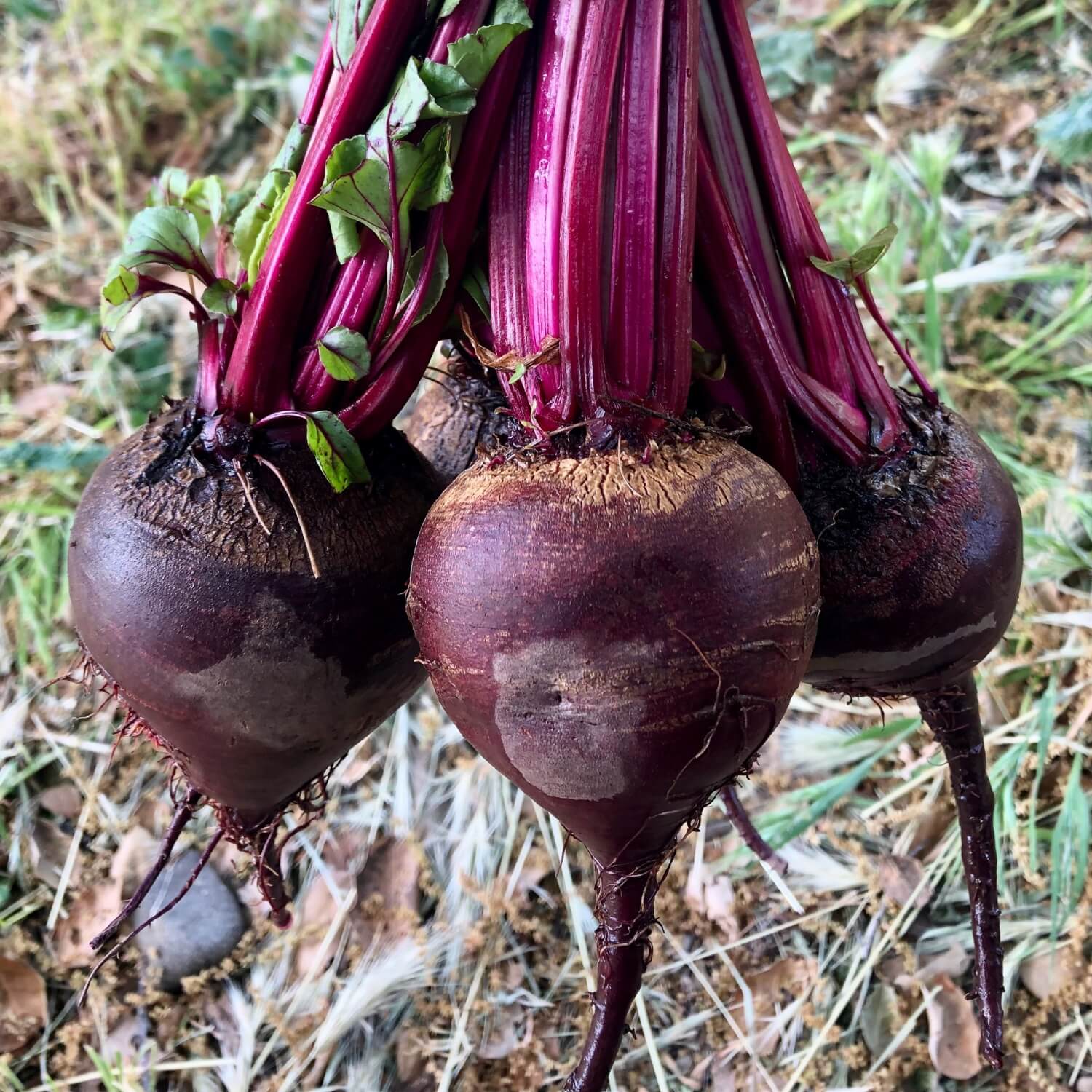 Three fresh Shiraz tall top beets with green tops on a natural background