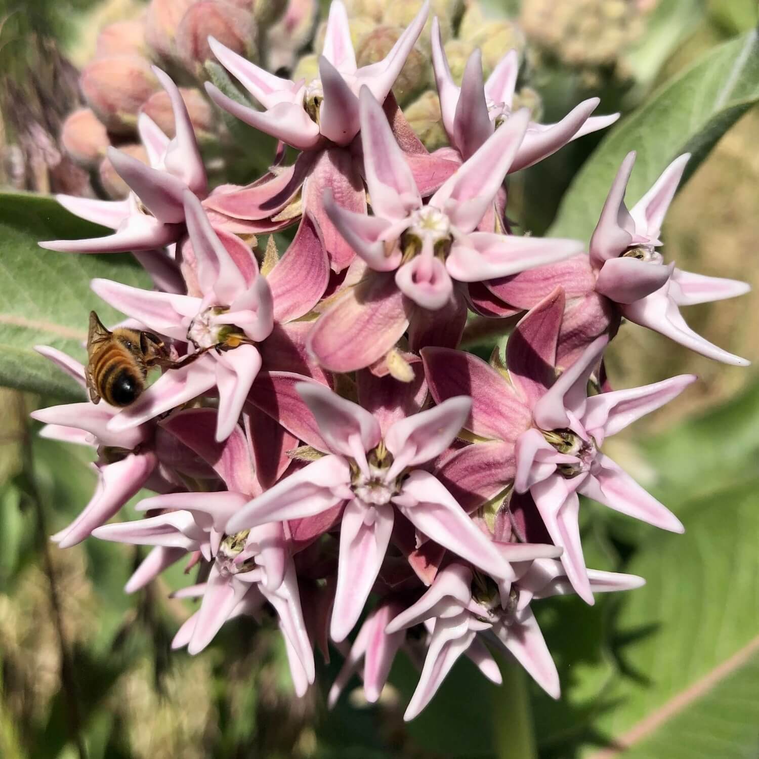 Pink Showy Milkweed flower with a bee on a green leafy background