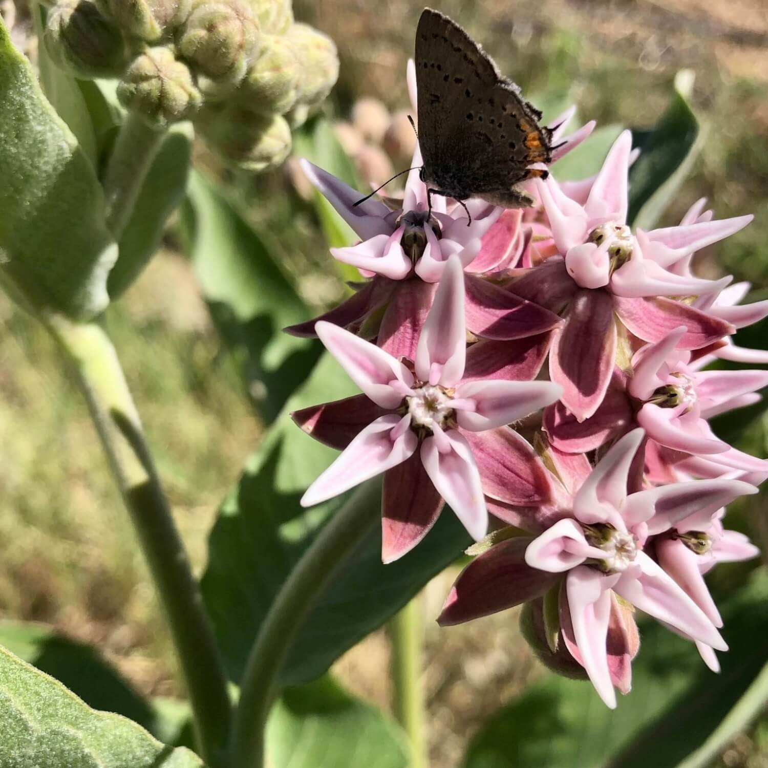 Butterfly on pink Showy Milkweed flowers with green leaves in the background
