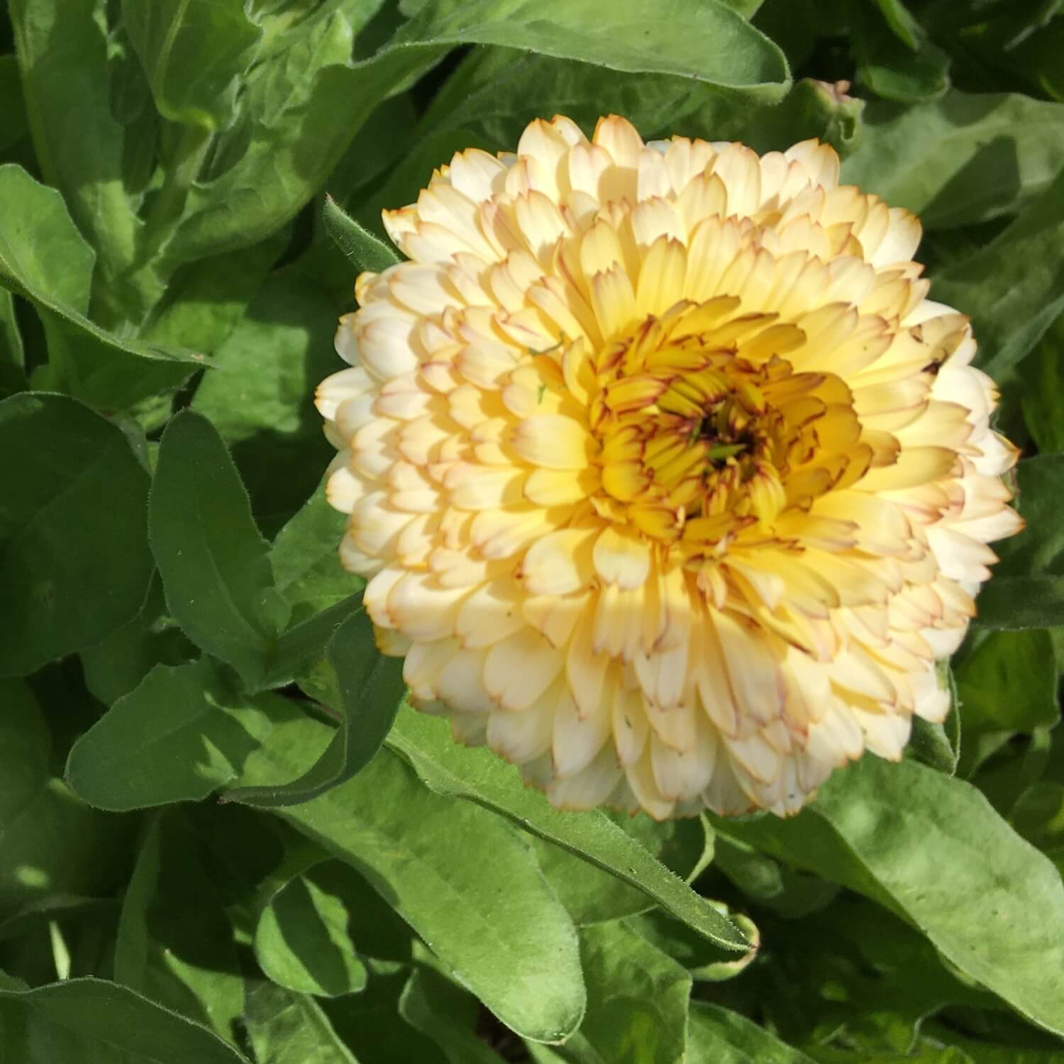 Yellow Snow princess calendula flower with green leaves in the background