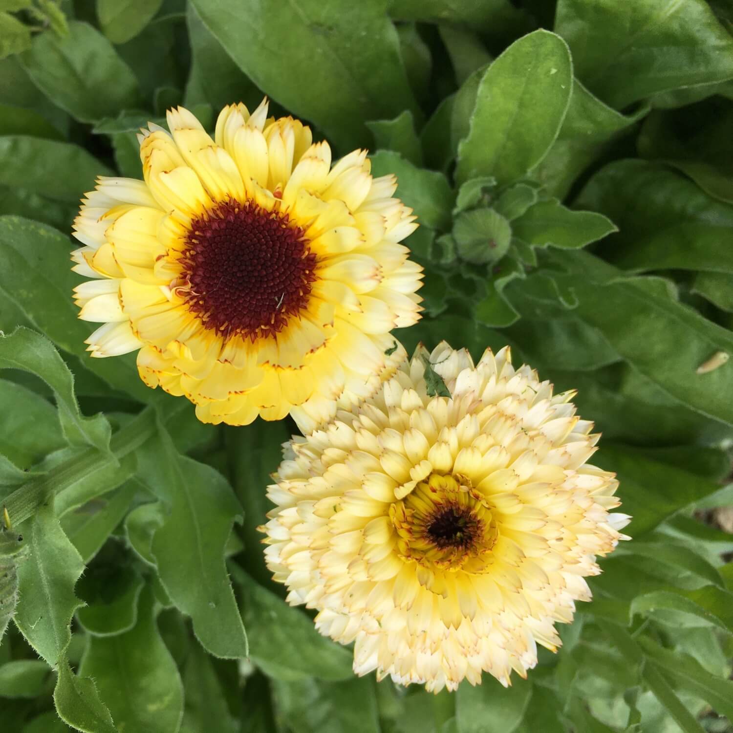 Two yellow Snow princess calendula flowers with brown centers on a green leafy background