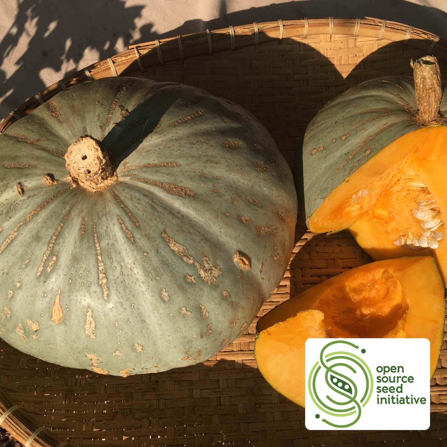 Two Sweetmeat Oregon homestead squash, one green and one orange, on a woven surface with &