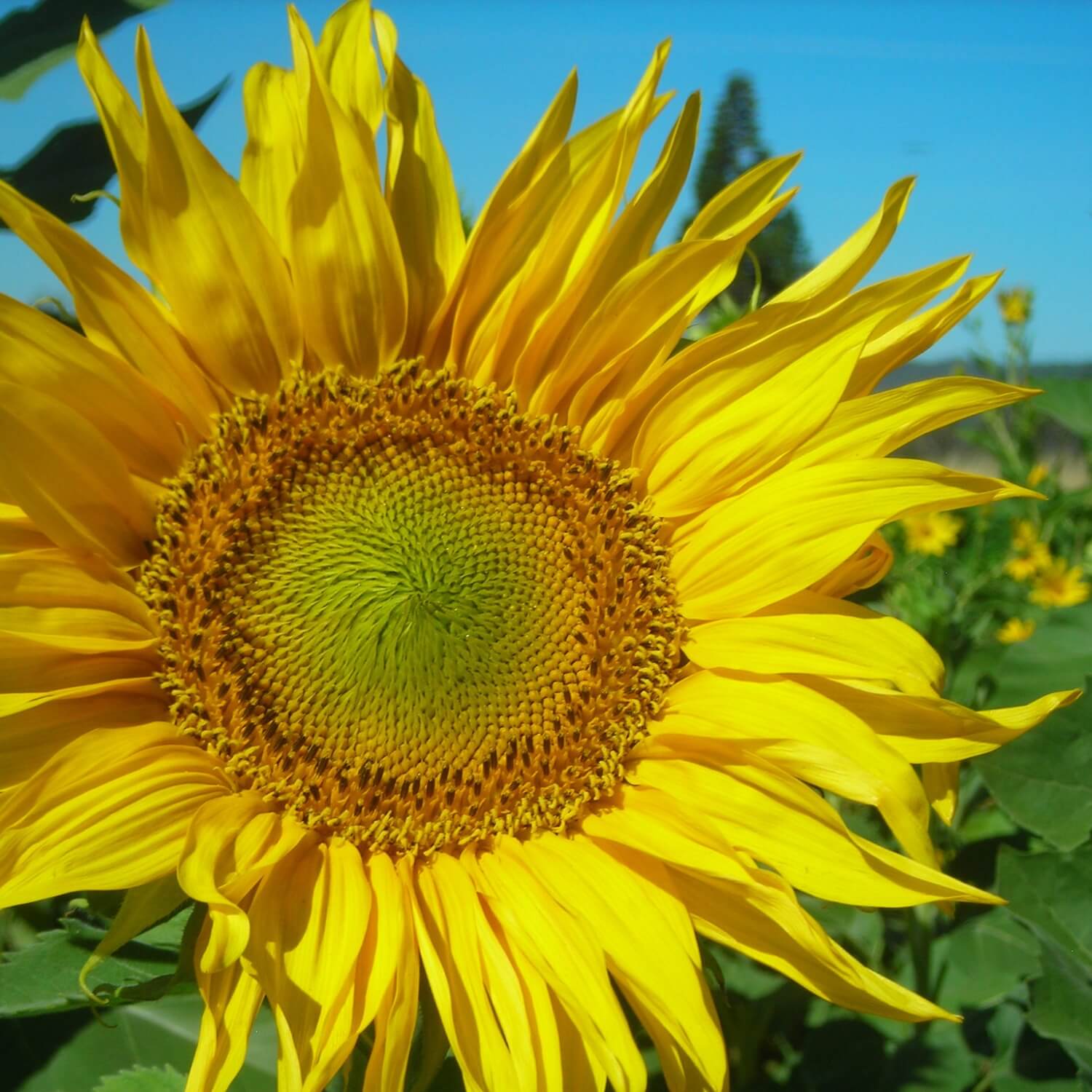 Close-up of a bright yellow Tarahumara sunflower with a clear blue sky in the background