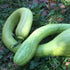 Two green tromboncino squash on a grassy ground