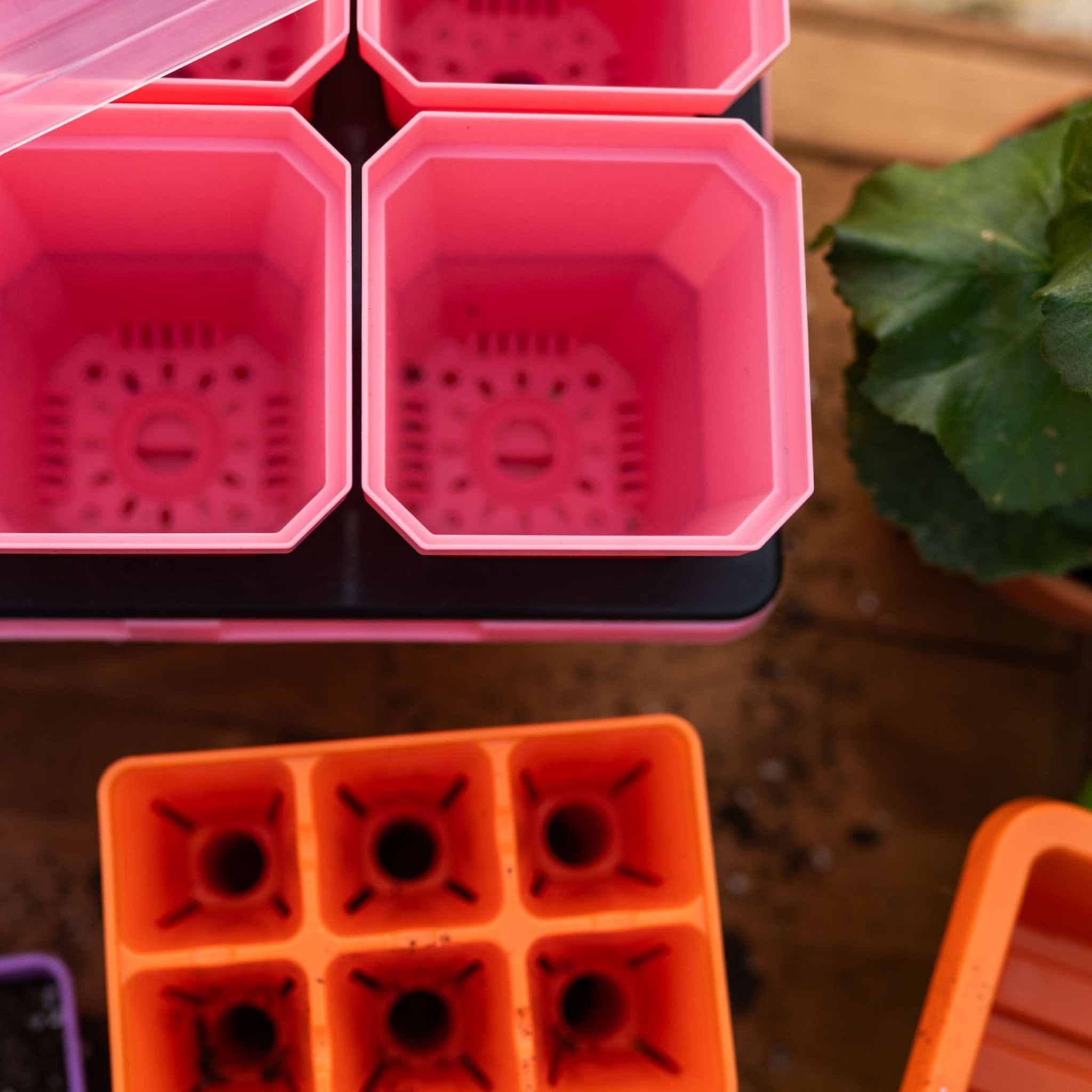 Pink and orange seedling trays on a wooden surface with plants.