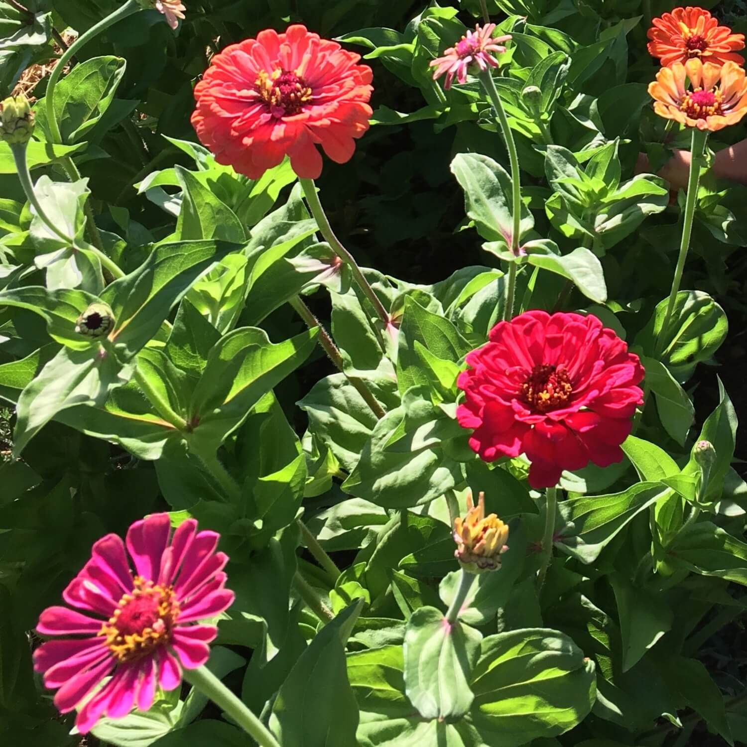 Colorful Zinnia flowers with green leaves in a garden setting