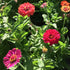 Colorful Zinnia flowers with green leaves in a garden setting