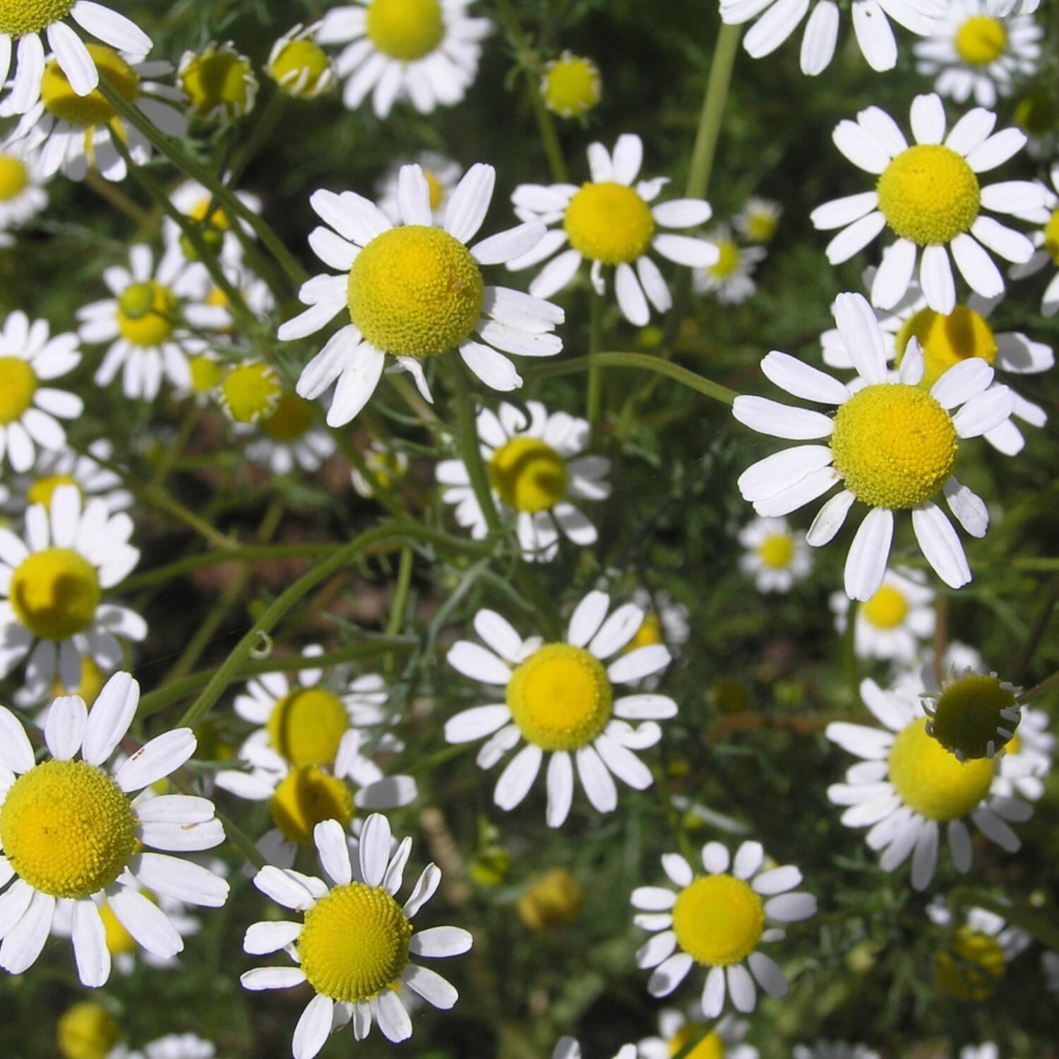 Close-up of white chamomile flowers with yellow centers on a green background