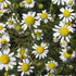 Close-up of white chamomile flowers with yellow centers on a green background