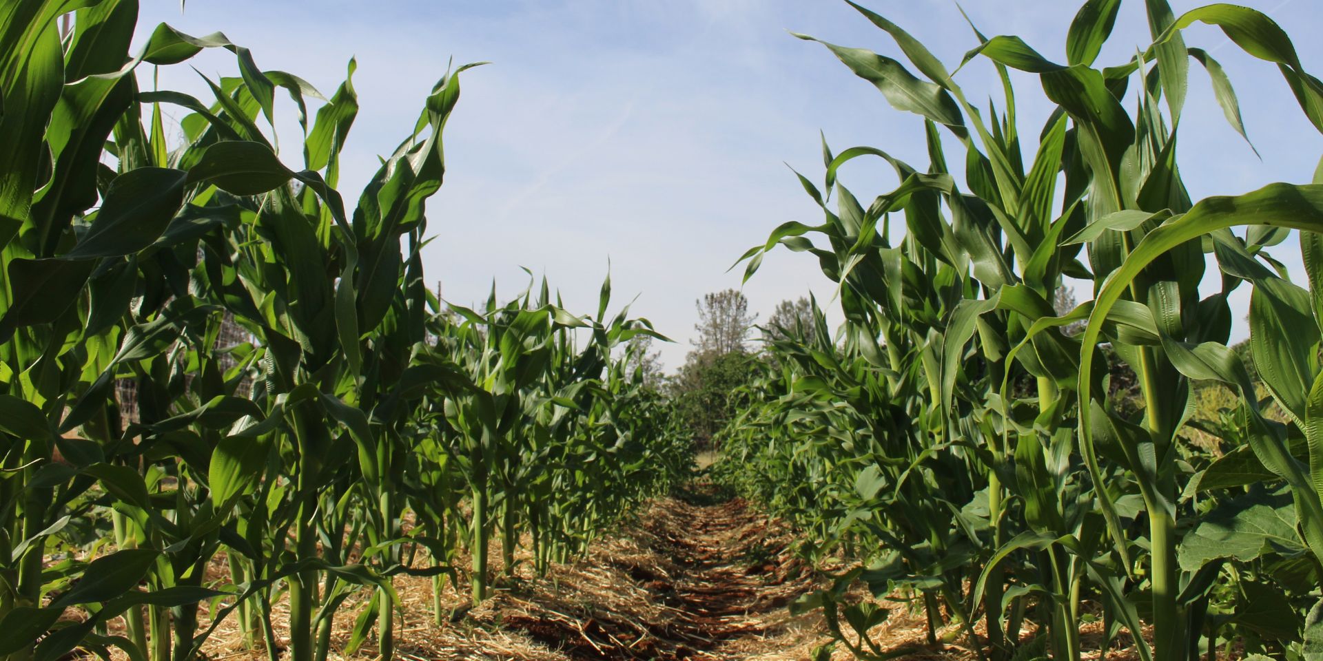 Cornfield with rows of green corn plants under a clear blue sky.