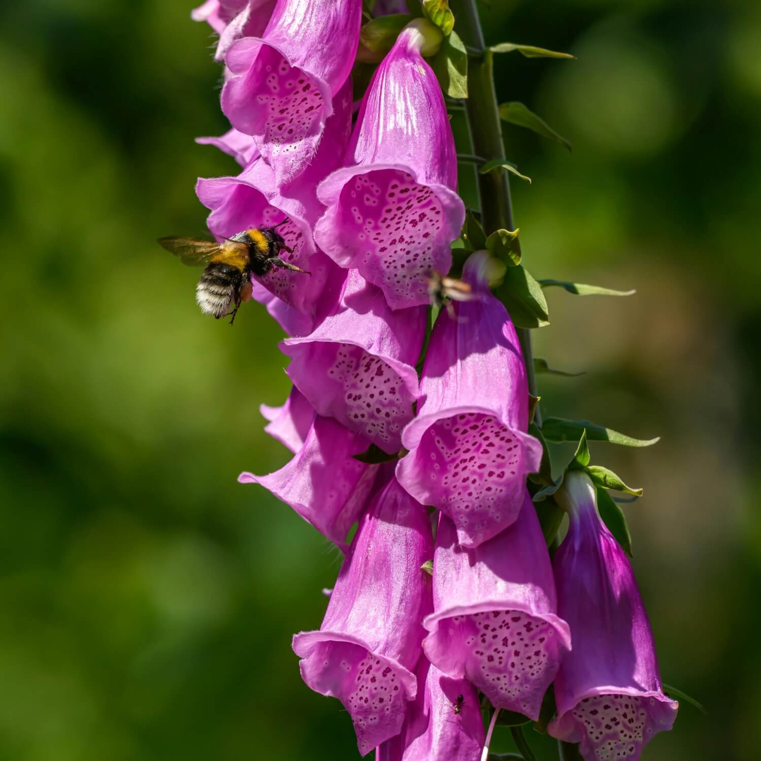 Purple foxglove flower with a bee on a blurred green background