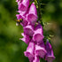 Purple foxglove flower with a bee on a blurred green background