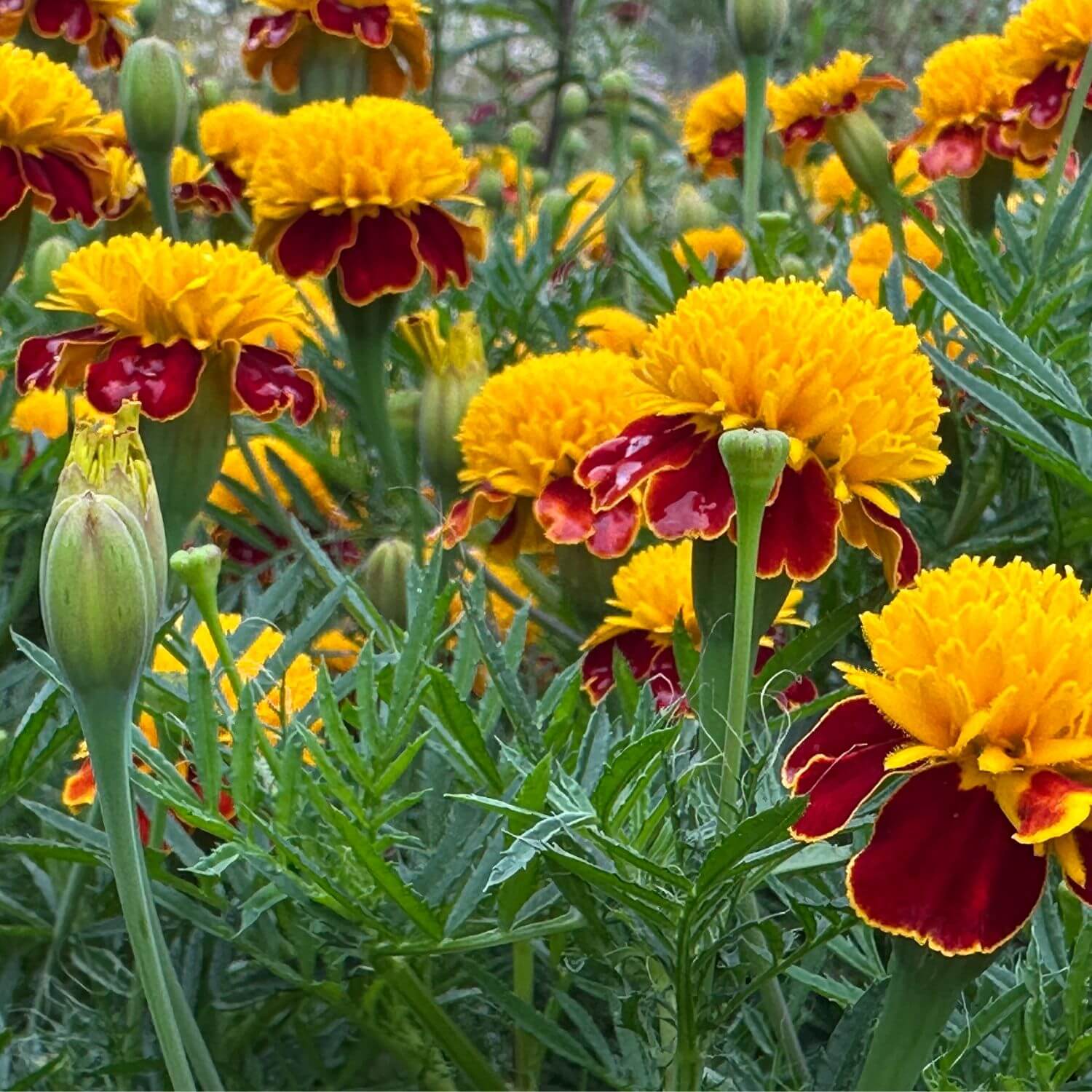 Close-up of marigold flowers with yellow and red petals in a garden setting.