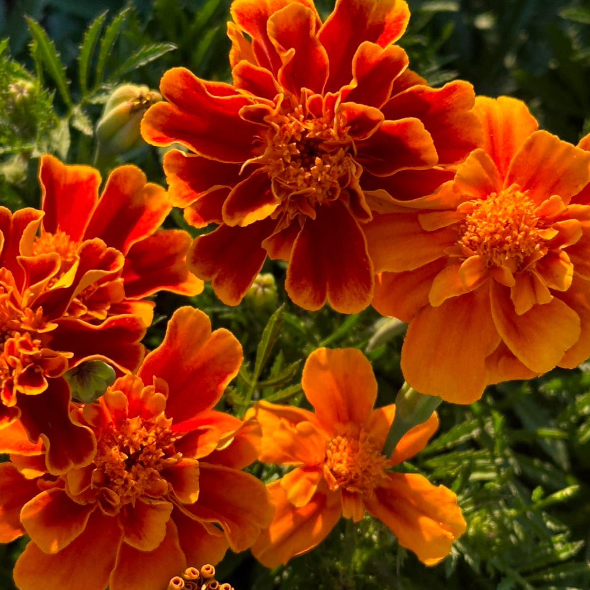 Close-up image of several orange marigold flowers with red centers, surrounded by green foliage.