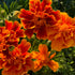 Close-up image of several orange marigold flowers with red centers, surrounded by green foliage.