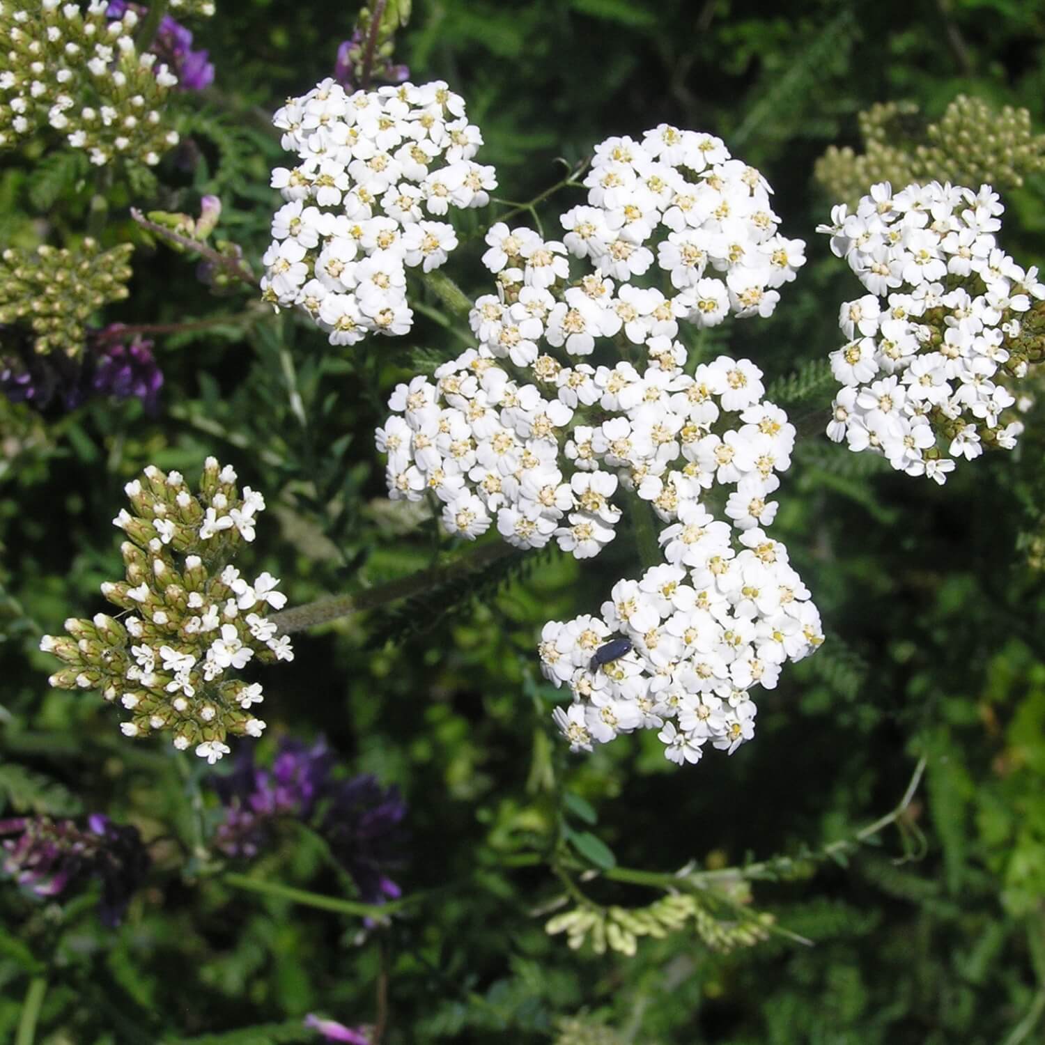 Close-up of white yarrow flowers with green leaves and blurred background