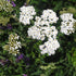 Close-up of white yarrow flowers with green leaves and blurred background