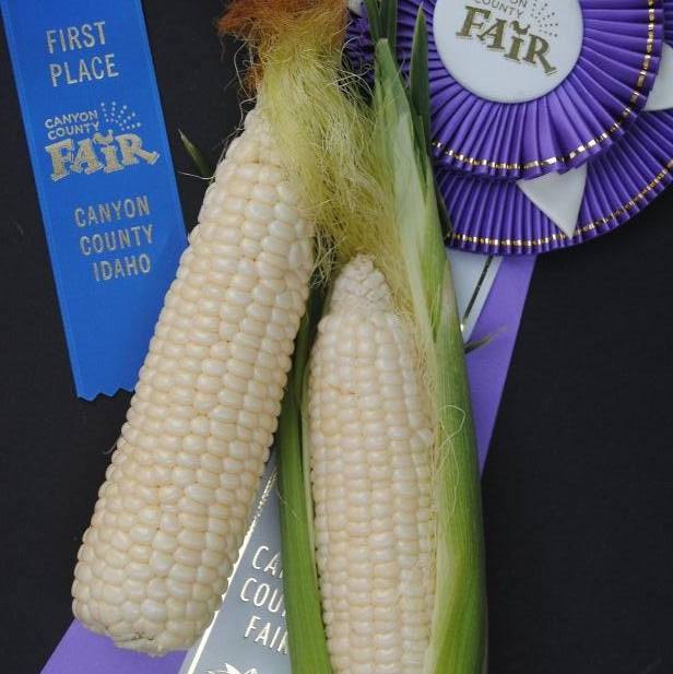 Two ears of white sweet corn with a blue ribbon award and a purple ribbon award in the background, on a surface with a &