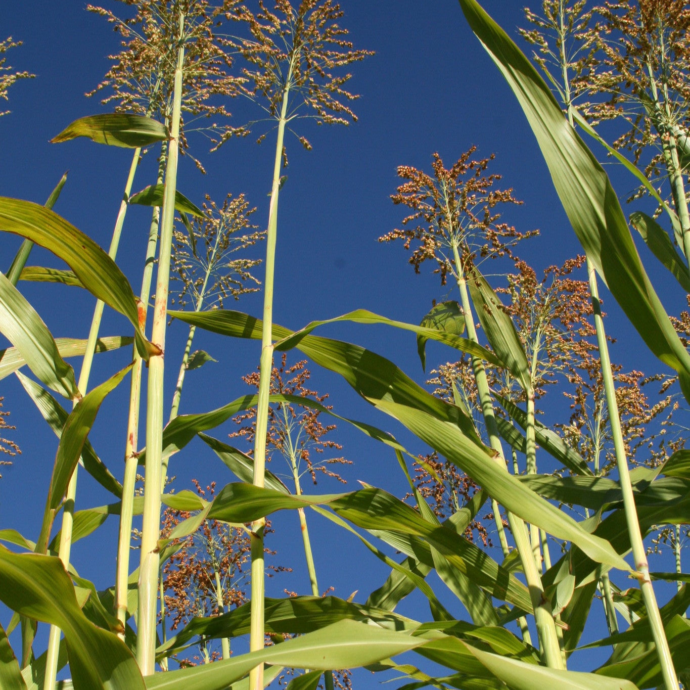 Apache Red Sugarcane, Sorghum