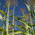 Apache Red Sugarcane, Sorghum