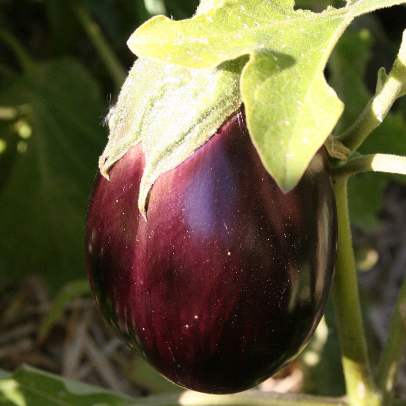 Black Beauty Eggplant