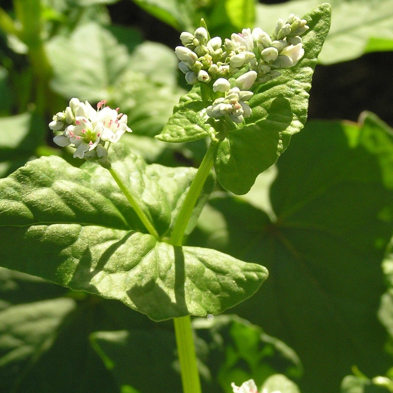 Buckwheat