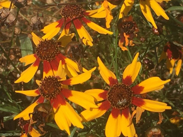Coreopsis